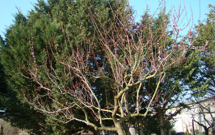 Sviluppo vegetale dell'' albicocco Prunus armeniaca